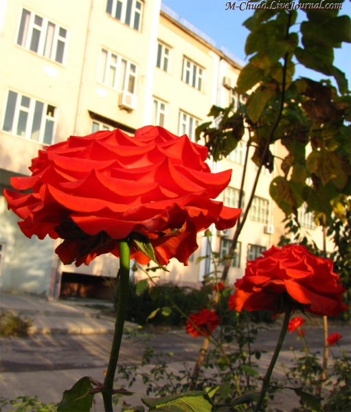 Розы Ташкента