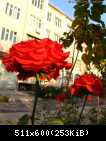 Розы Ташкента